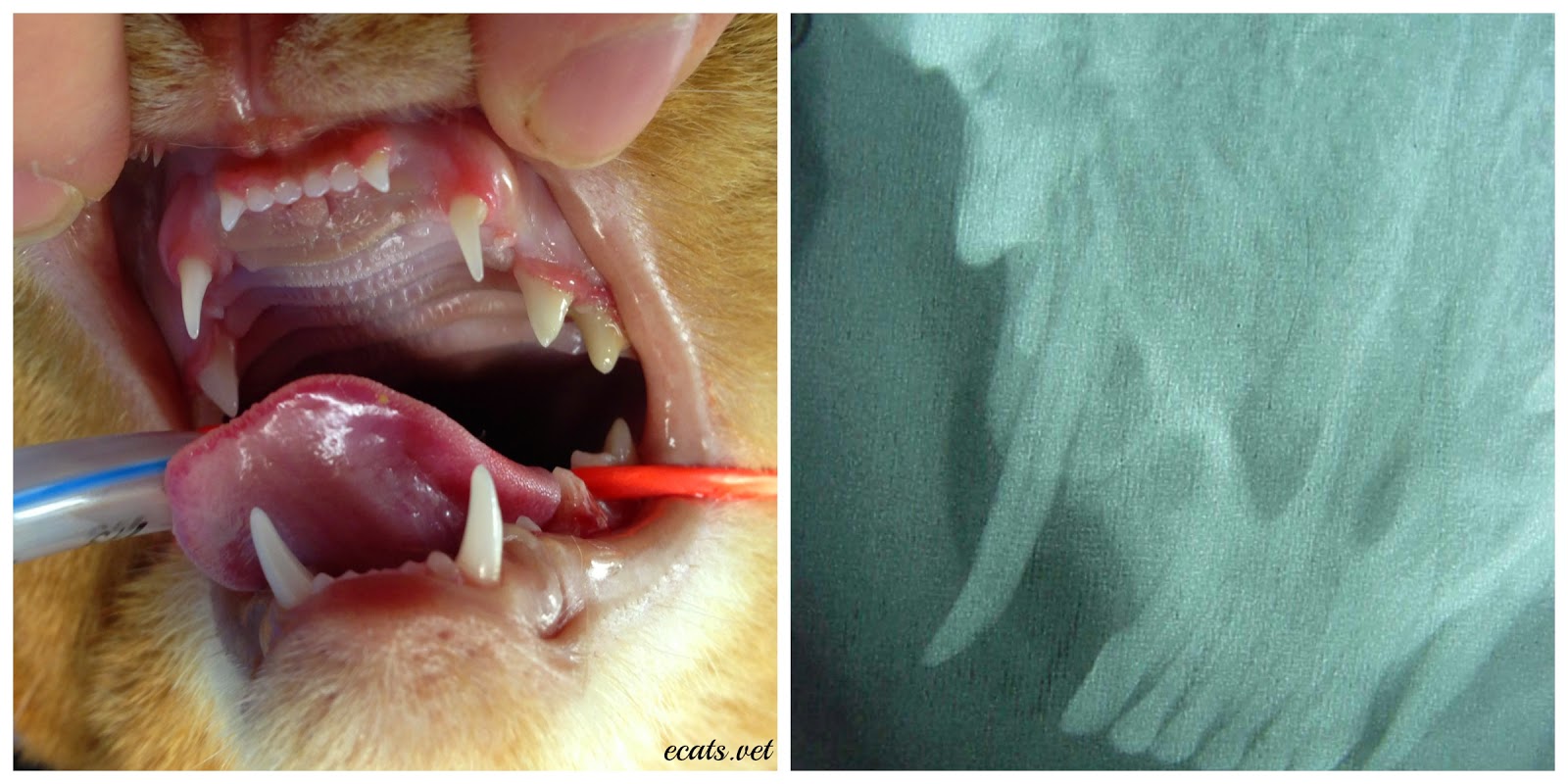 Exclusively Cats Veterinary Hospital Blog Client question How often