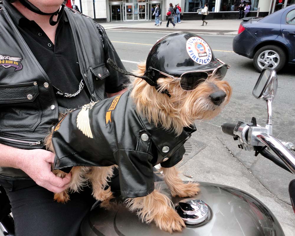 Dogs who ride motorcycles on Pinterest Motorcycles, Sidecar and