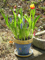 Potted Tulips