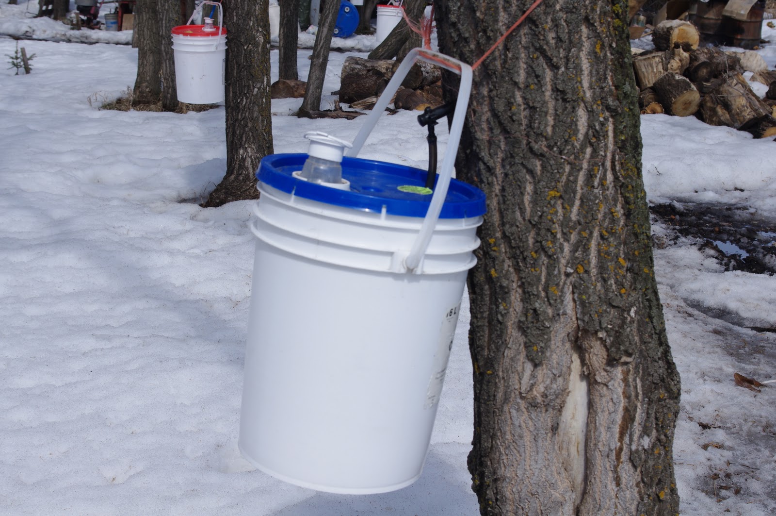 Aagaard Farms THE VINE Making Manitoba Maple Syrup, Part 1