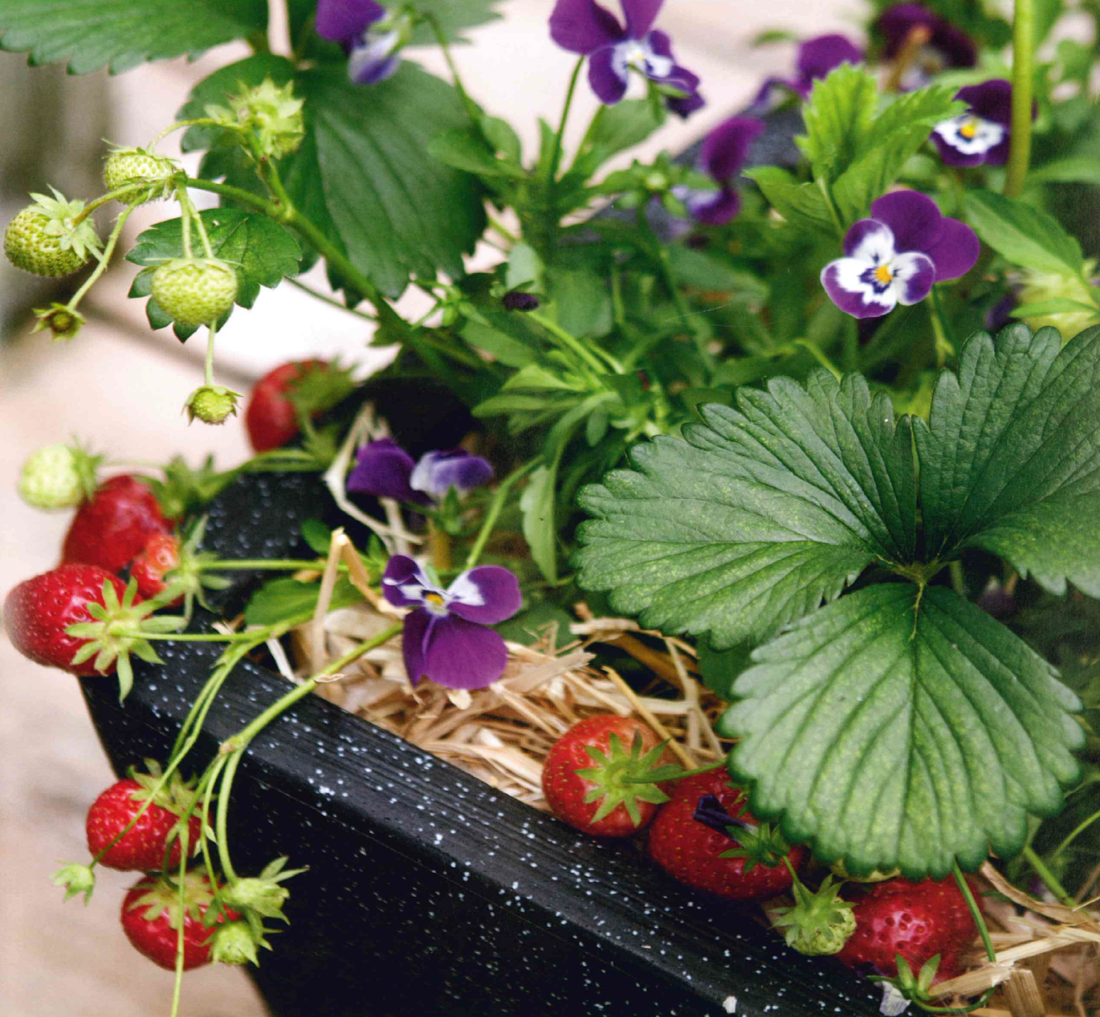 alpine strawberries companion planting