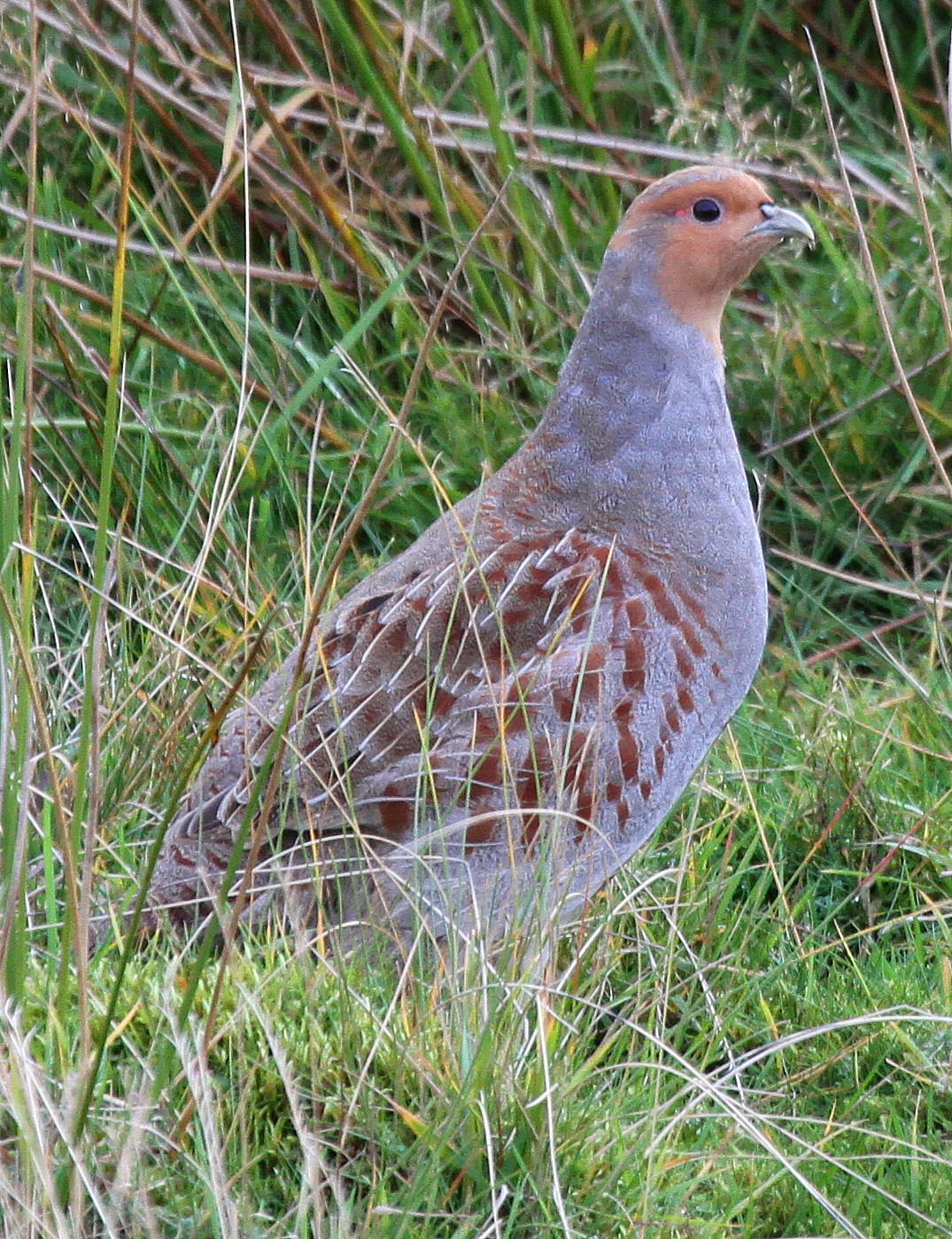 lapland What a good day.