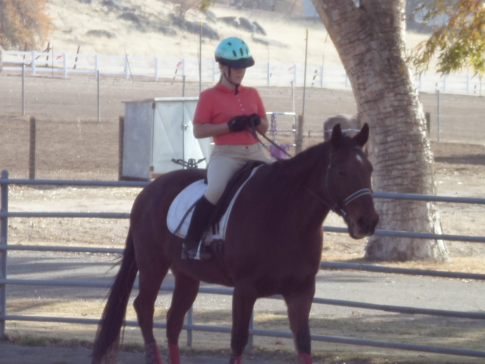 The Aspiring Equestrian January 2014