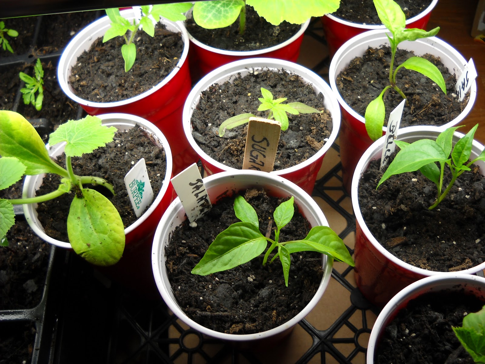 A Diva�s Garden Repotting Seedlings