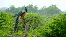 Le paon, oiseau emblème du Sri Lanka
