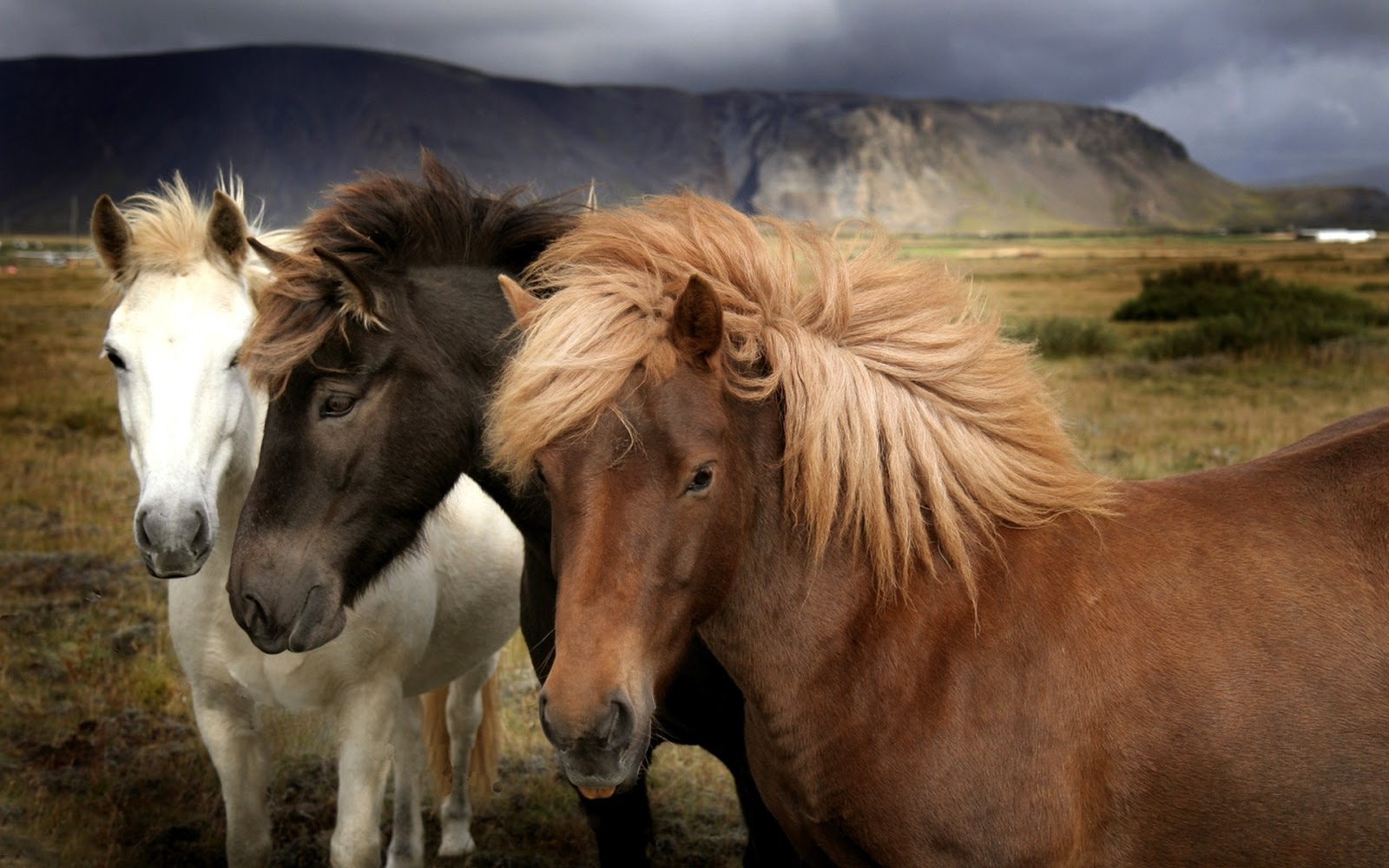 IMAGENES DE CABALLOS: IMAGEN CABALLOS DE TRES COLORES