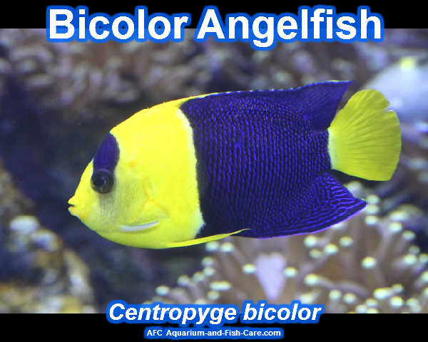 aquarium and fish care