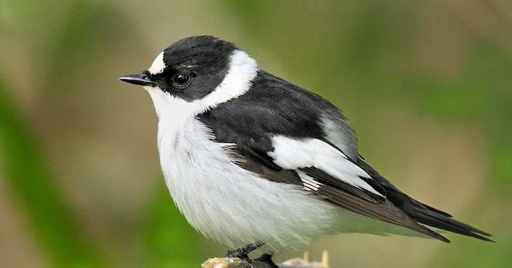 Species New to Science: [Ornithology • 2012] The Genomic Landscape of