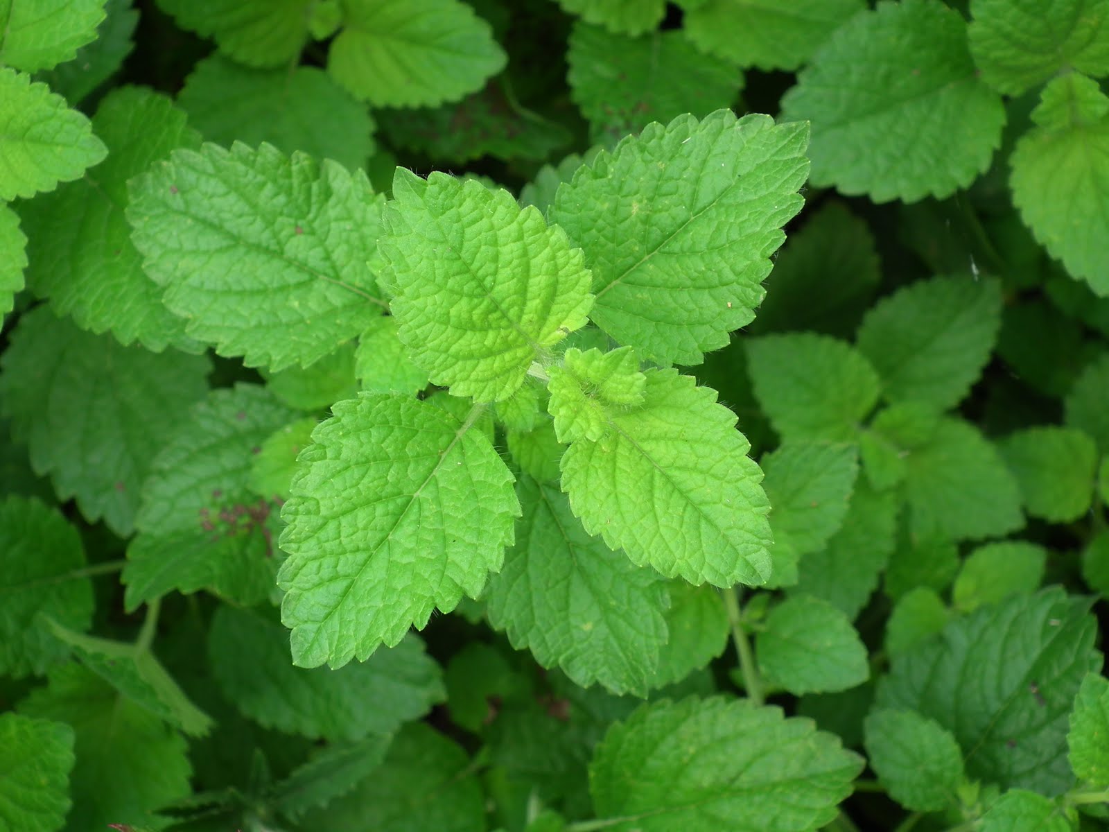 to my Garden June 2011