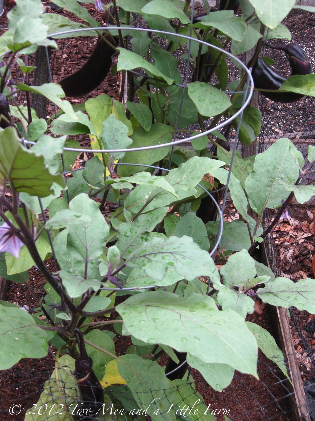 Two Men and a Little Farm JAPANESE EGGPLANT HARVEST TUESDAY