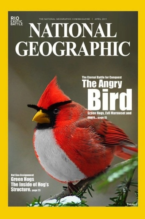 Actual Angry Bird