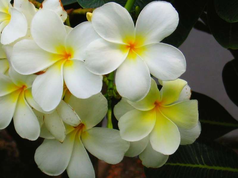 flowers india flowers in the park plumeria flowers in pondicherry india flowers india flowers in the park plumeria flowers in pondicherry india