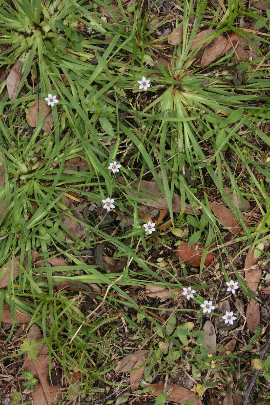 Native Florida Wildflowers Annual Blueeyed Grass Sisyrinchium rosulatum