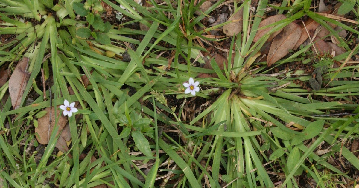 Native Florida Wildflowers Annual Blueeyed Grass Sisyrinchium rosulatum