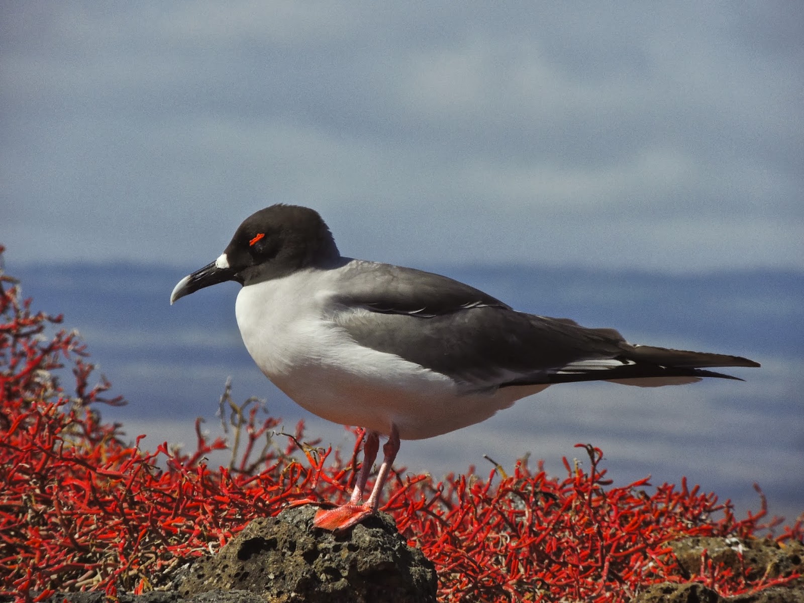 Viva la Voyage Galapagos