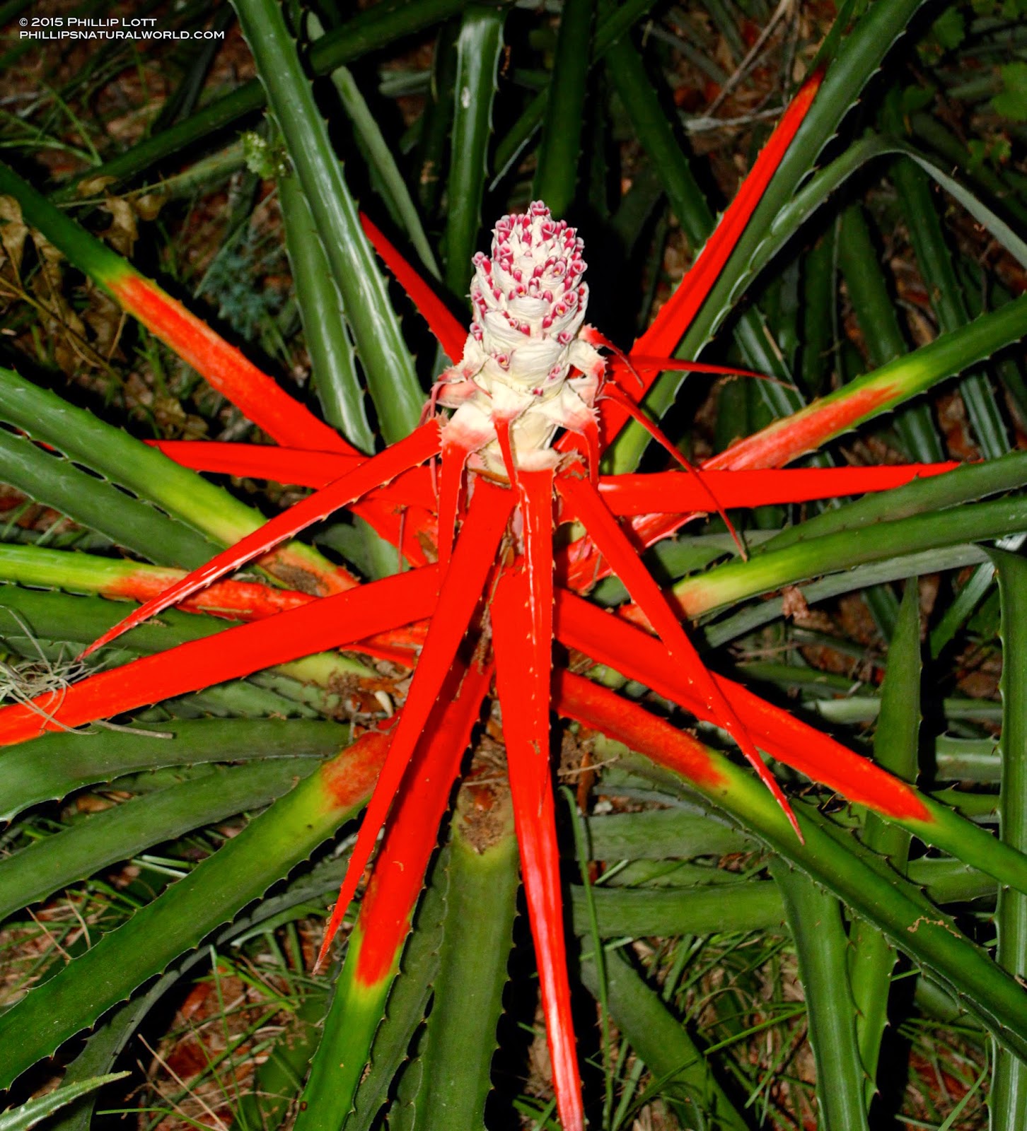 Phillip's Natural World Florida's Thorniest Plants