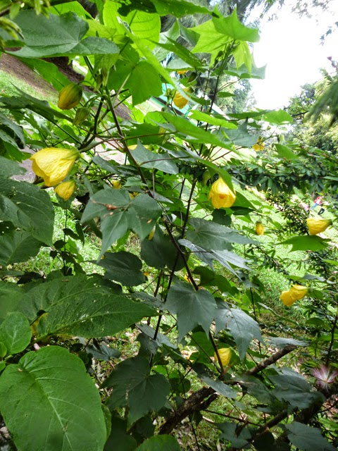 Abutilon lantern toptropicals hybridum chinese maple Abutilon Yellow flower plant (Abutilon Hybridum)