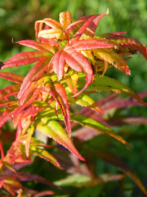 Acer palmatum Mikawa Yatsubusa Japanese maple fall foliage at Toronto Botanical Garden by garden muses-not another Toronto gardening blog 