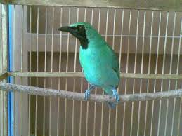 Harga Burung Cucak 2015 Terbaru Lengkap