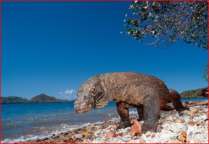 komodo-advanced-habitat-hiding-cave