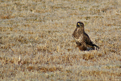 Sorecar Comun-CommonBuzzard-Buteobuteo-Mäusebussard-Egerészölyv-Busevariable