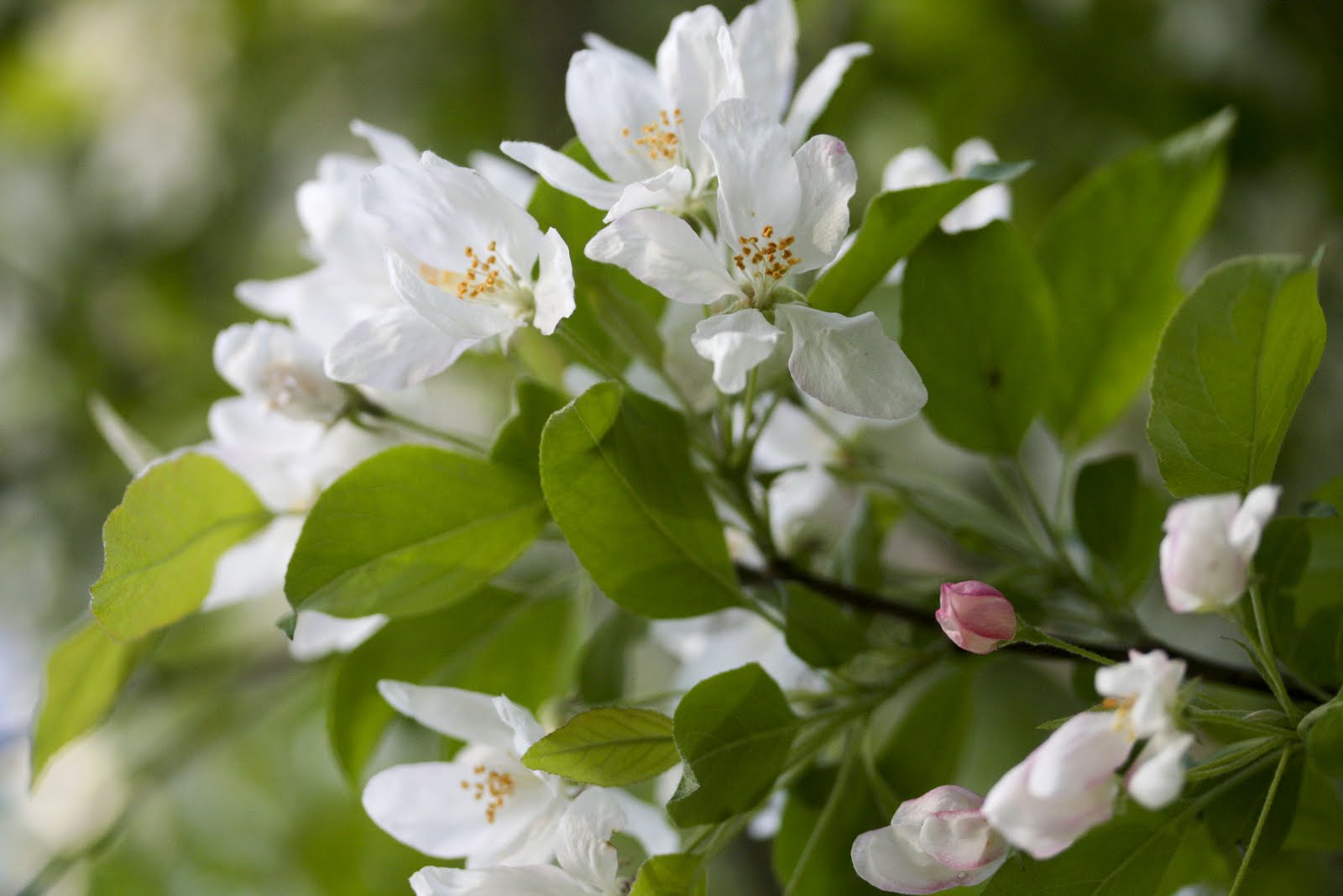 Inside Storey: Bloom Day