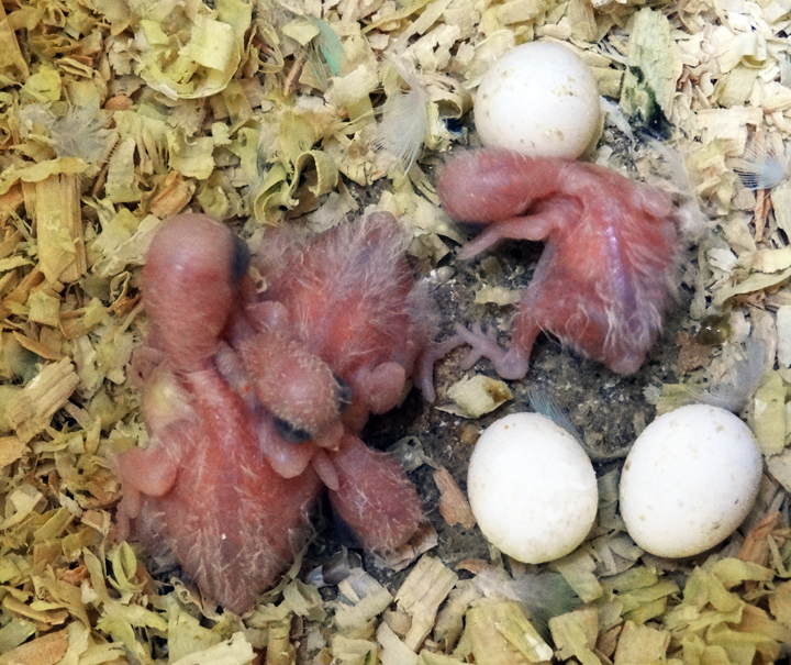 parrotlet babies
