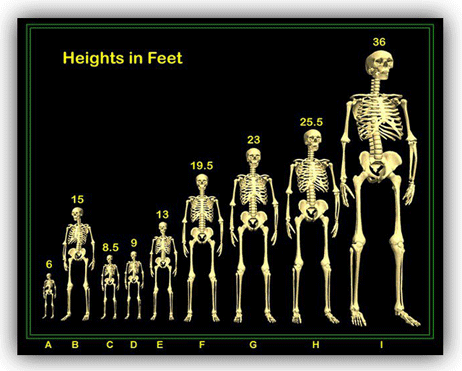 comparative human skeleton