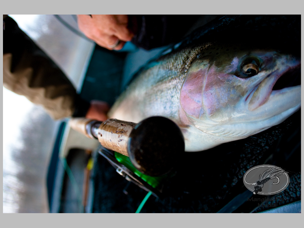 Great Week for the Streamer Northern Michigan Guide Service Steelhead Fishing