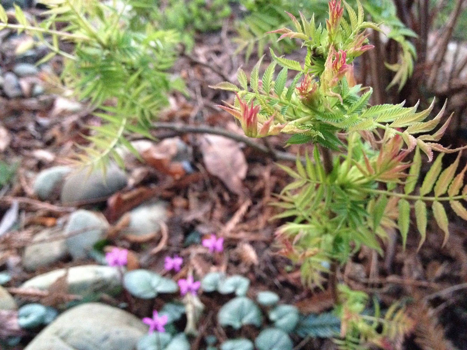 Elaeagnus Shrub Stock Photos Elaeagnus Shrub Stock Images Alamy