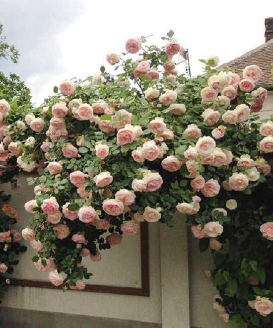 [Image: khu-vuon-nguoi-phu-nu-hue-o-hungari-2.jpg]