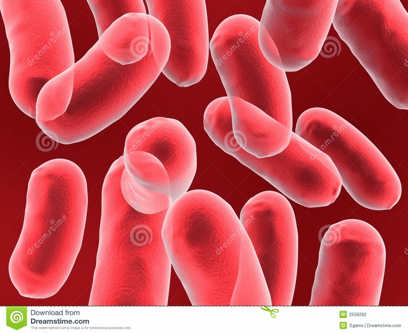 Ciencias Naturales CEUJA Tercero: División schizophyta (Bacterias)