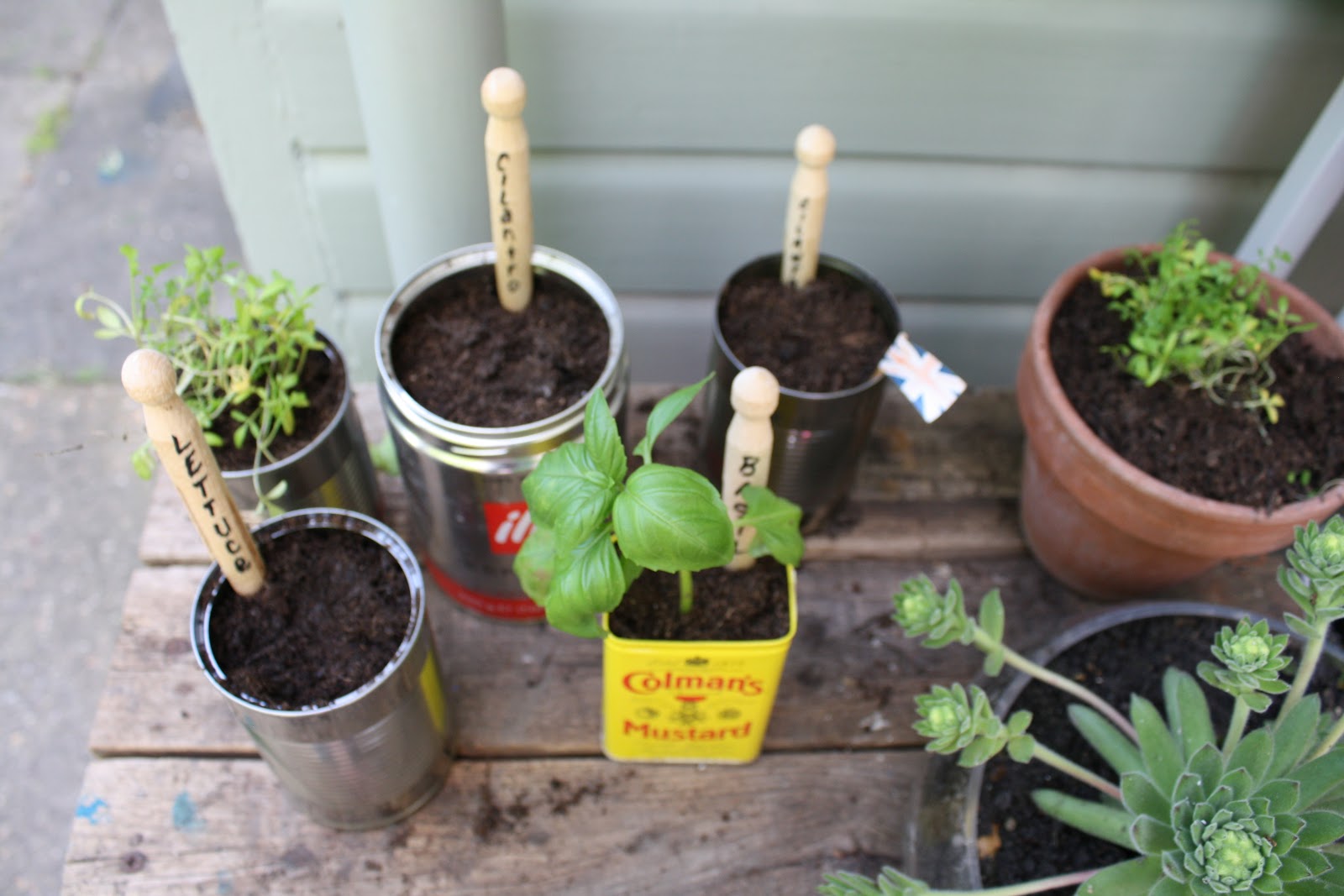 sewhungryhippie Grow a Garden in Tin Cans