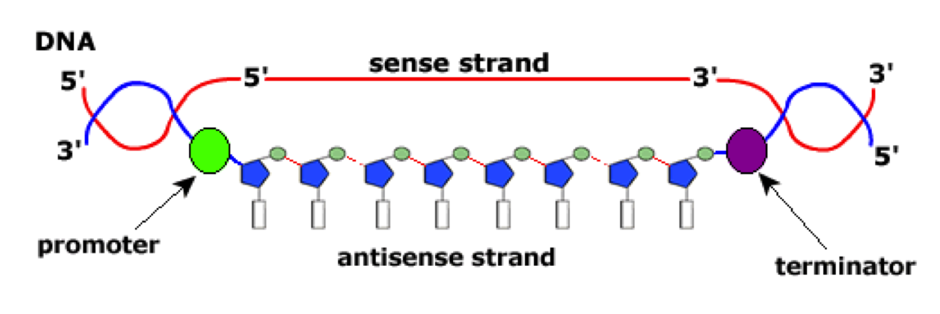 Biolis HL Blog Transcription and Translation