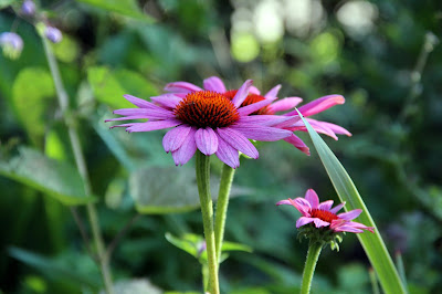 Je Suis Au Jardin