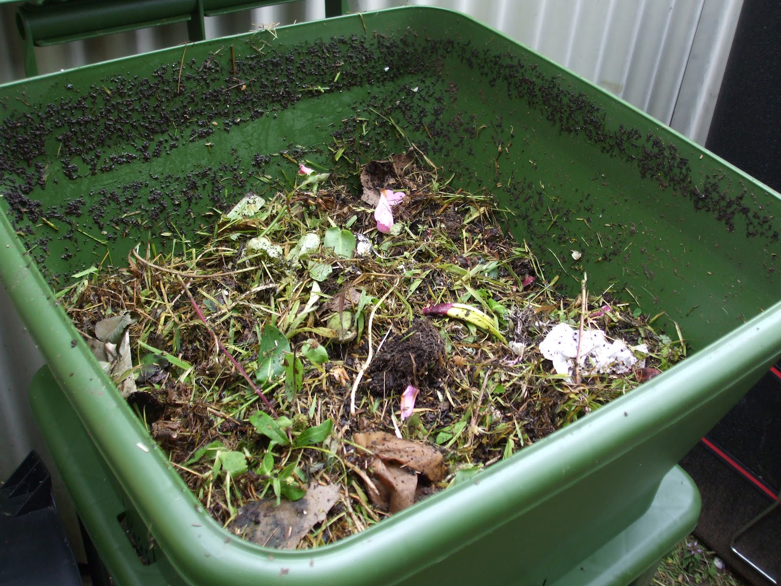 The Compost Bin Hungry Bin update Day 9 and the worms are thriving )