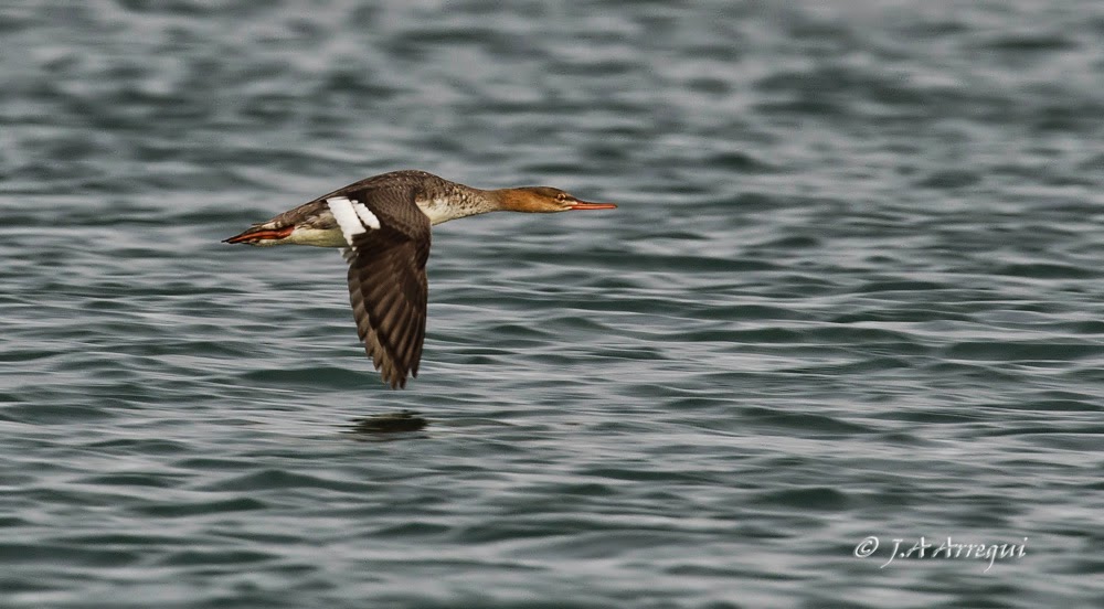 Serreta mediana, Mergus serrator, Red-breasted Merganser Serreta mediana, Mergus serrator, Red-breasted Merganser