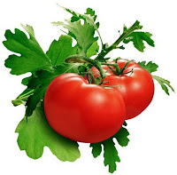 tomat dalam pot
