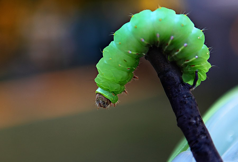 Elizabeth Hall Photography The Big Green Caterpillar