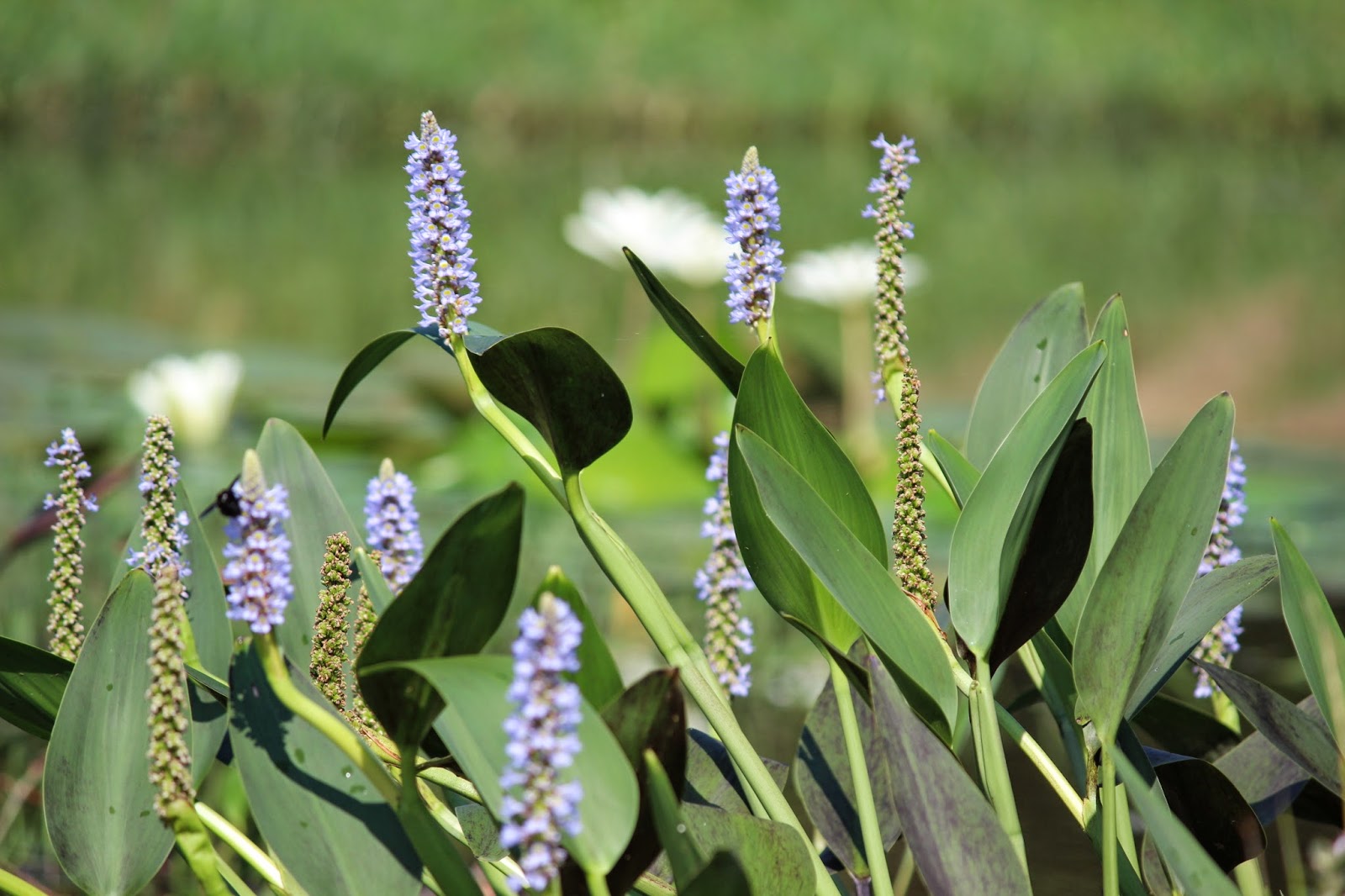 Uma flor por dia Pontederia