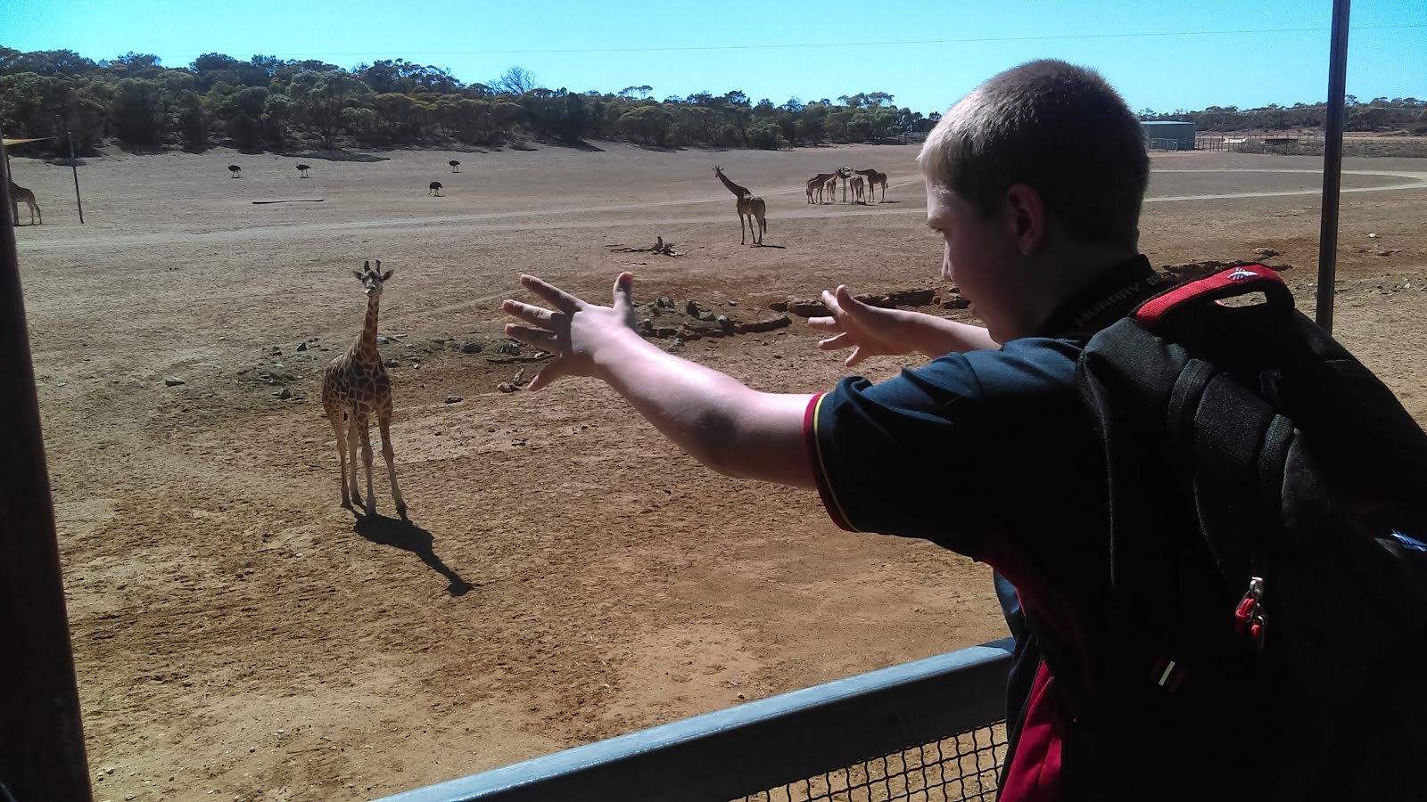 We like feeding the giraffes at the Zoo.