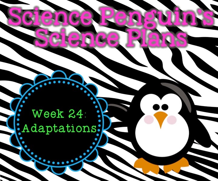 Science Penguin's Science Plans Adaptations — The Science Penguin