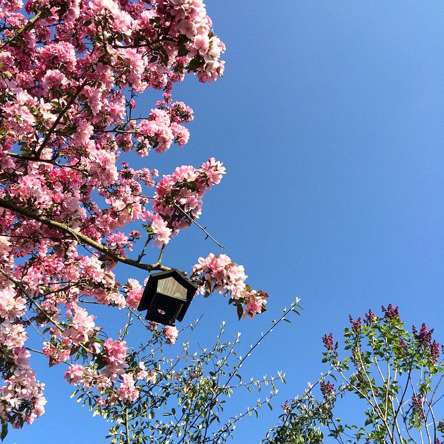 Feierabend, blauer Himmel, Apfelblüte