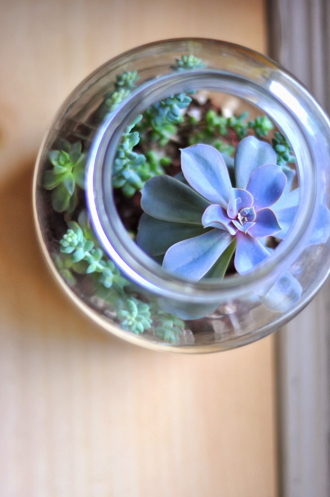 l'elan jolie simple crafts diy pickle jar terrarium