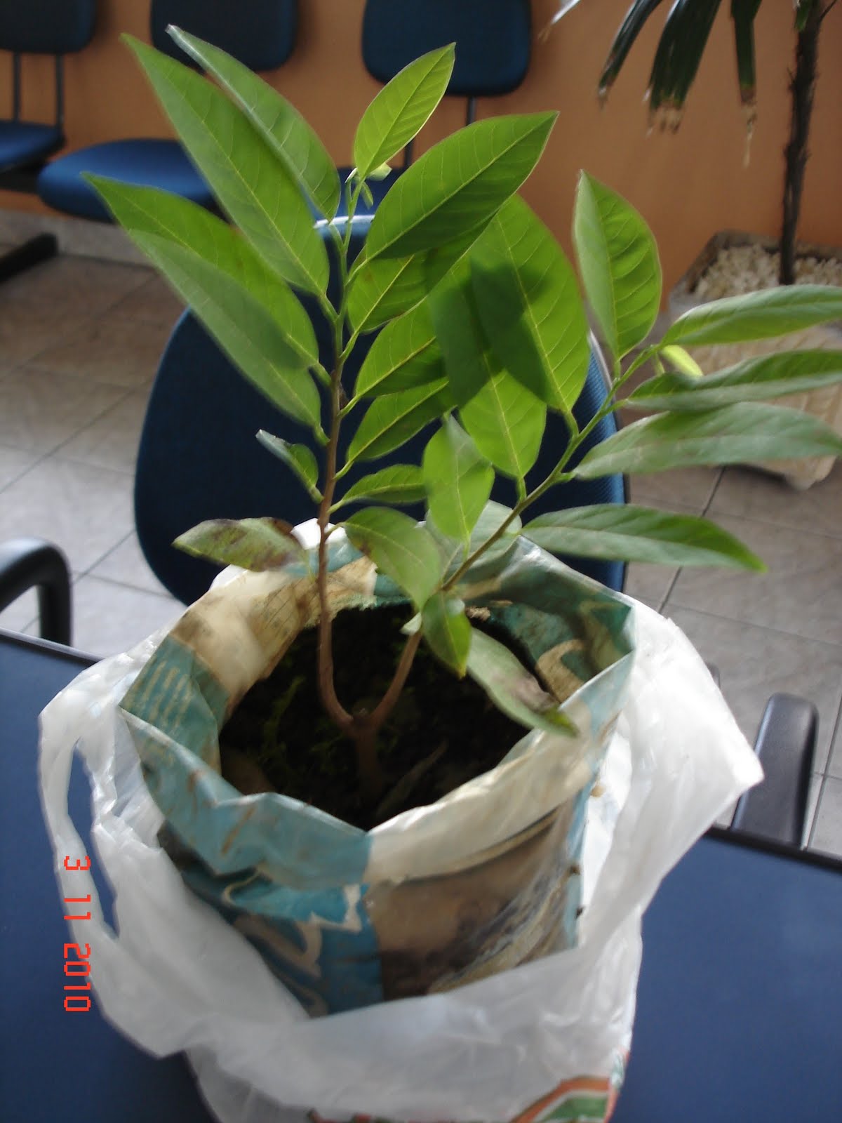 Projeto Floresta Urbana