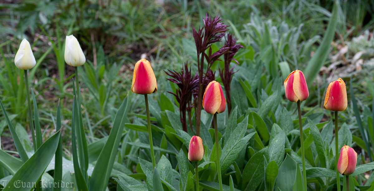 Kreider's Korner Photographs Late April flowers in Vancouver