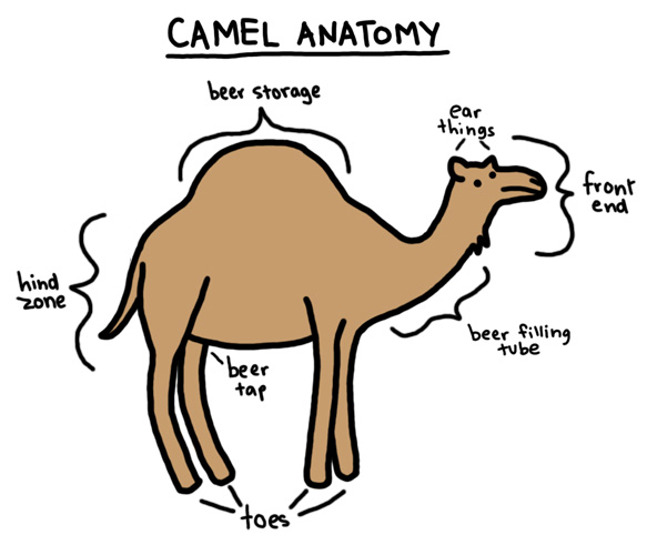 Saoirse Síochána: Camel's have Gnéas? No the Hump Doesn't Work That Way!
