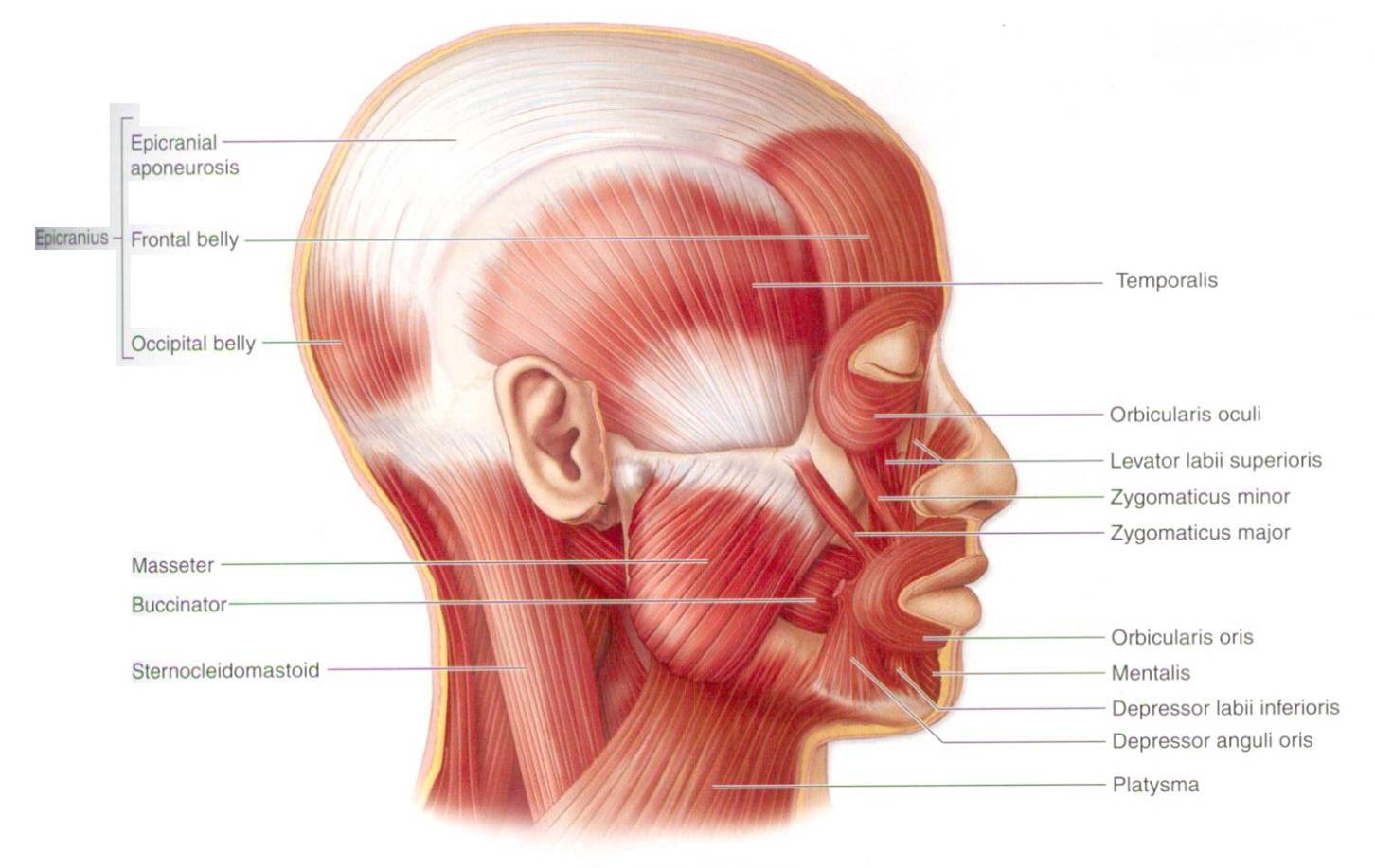 MUSCULAR SYSTEMA ~ Cadok Punya Cerita