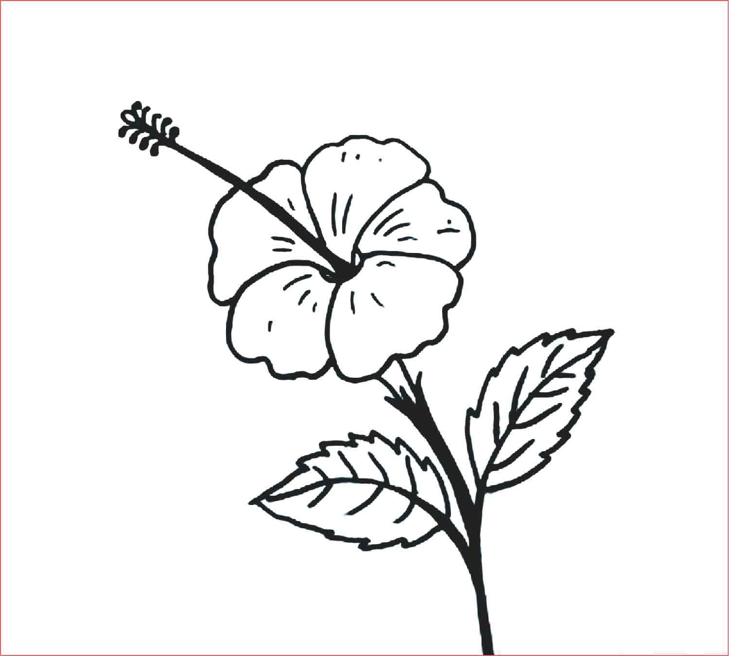 Gambar Sketsa Bunga Mudah Bunga Matahari Mawar