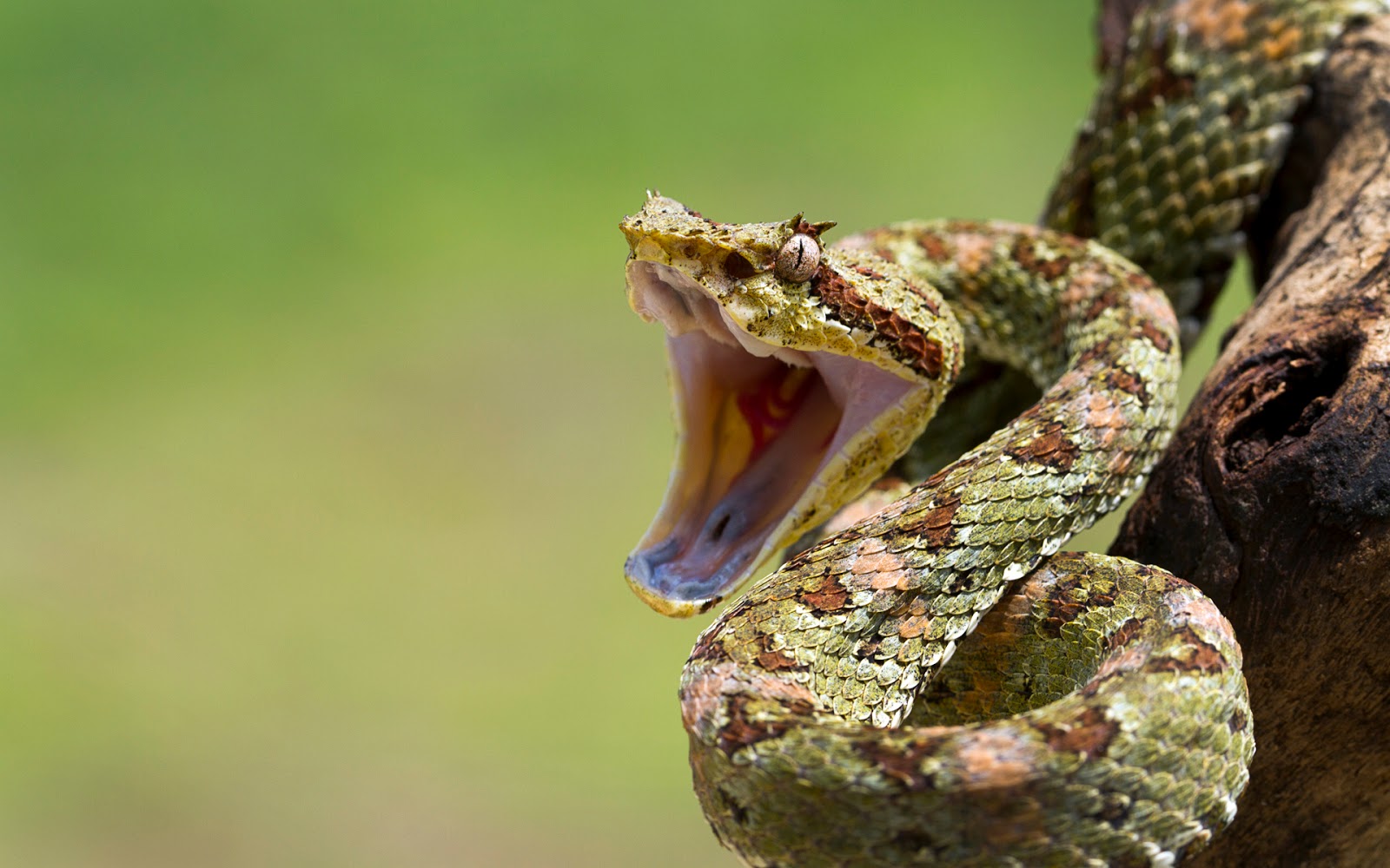 beautiful wallpapers best snake wallpaper beautiful wallpapers best snake wallpaper